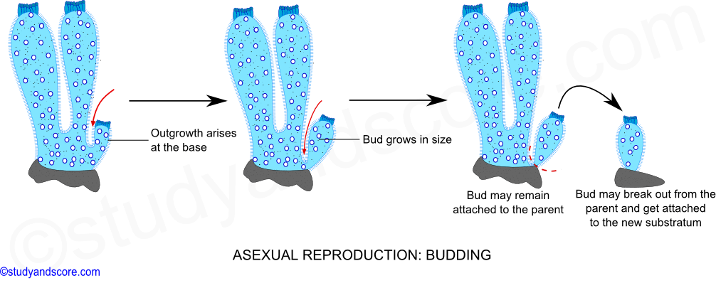 Asexual reproduction in sponges, budding